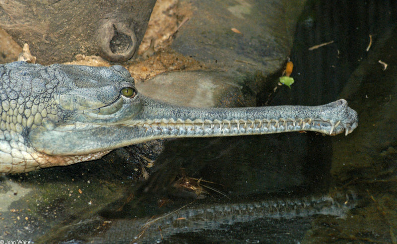 Birds and Crocs - Gharial (Gavialis gangeticus); DISPLAY FULL IMAGE.