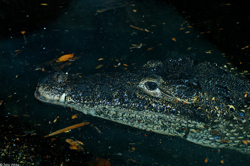 Birds and Crocs - Cuban Crocodile (Crocodylus rhombifer); DISPLAY FULL IMAGE.