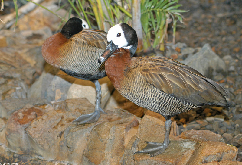 Birds and Crocs - White-faced Whistling Duck (Dendrocygna viduata); DISPLAY FULL IMAGE.