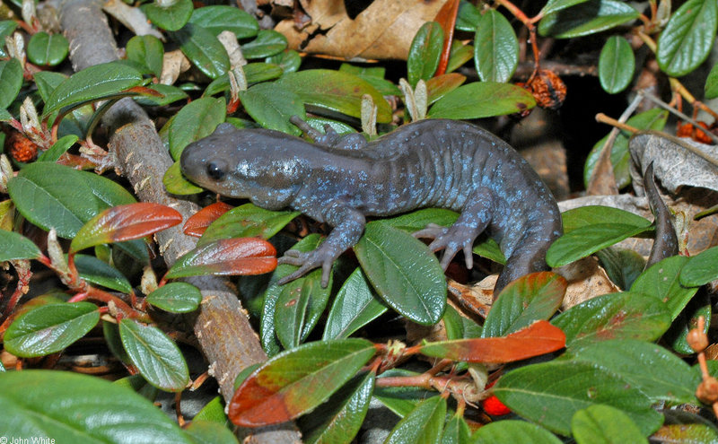 Jefferson Salamander (Ambystoma jeffersonianum); DISPLAY FULL IMAGE.