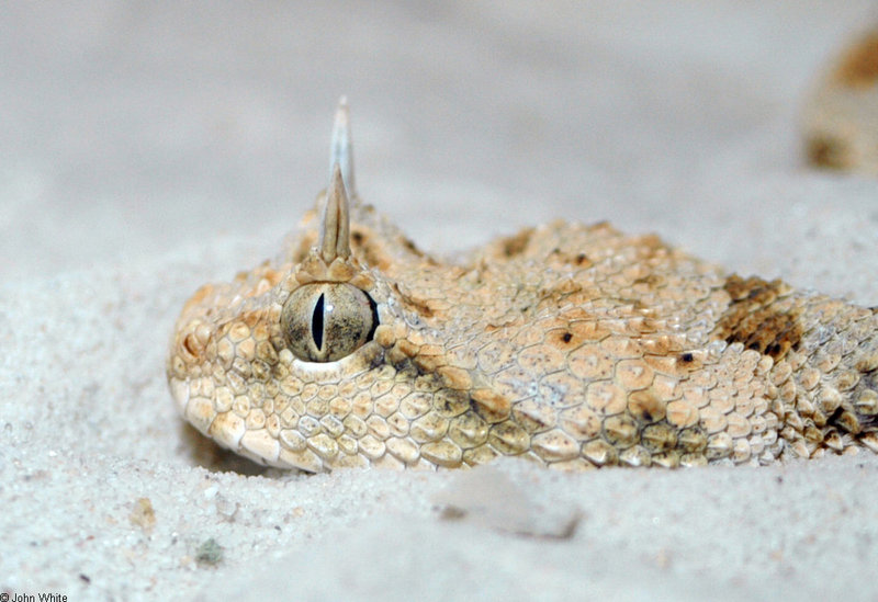 Snakes and a toad - Desert Horned Viper (Cerastes cerastes); DISPLAY FULL IMAGE.