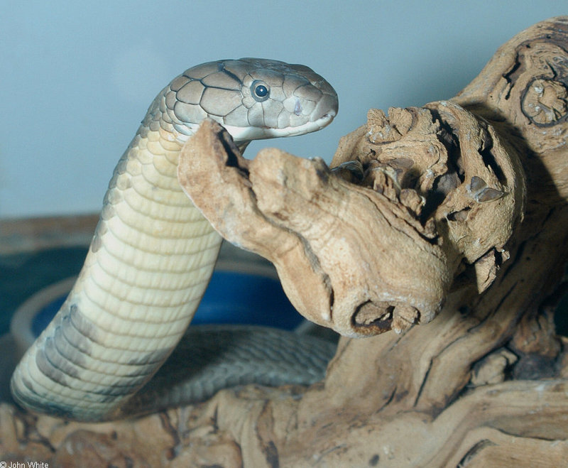 Snakes and a toad - King Cobra (Ophiophagus hannah)3067; DISPLAY FULL IMAGE.