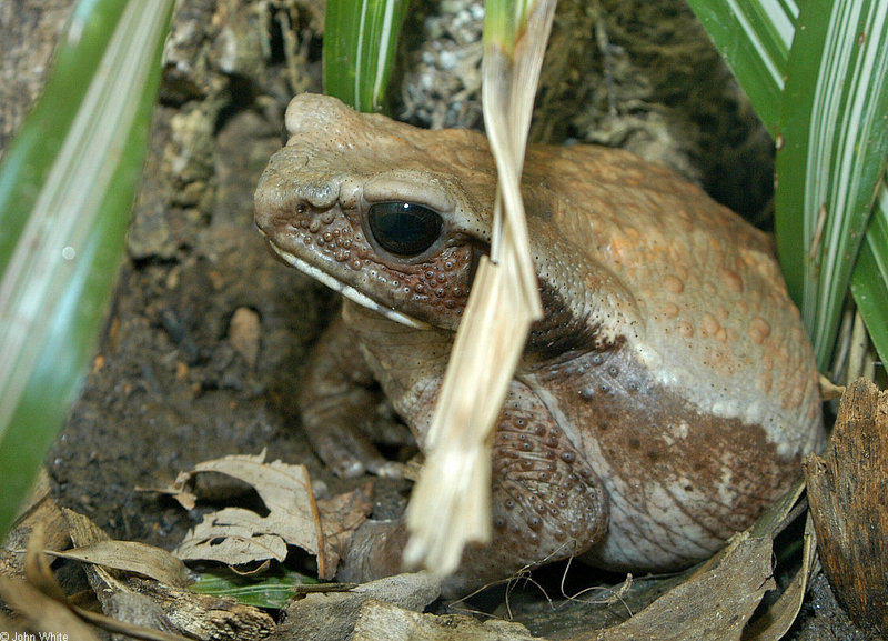 Snakes and a toad - Smooth-sided Toad (Bufo guttatus); DISPLAY FULL IMAGE.