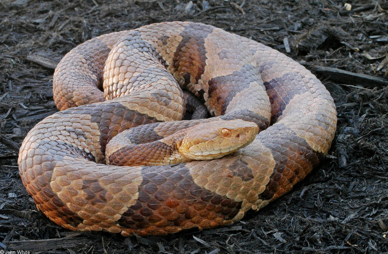 A rather large Nothern Copperhead; DISPLAY FULL IMAGE.