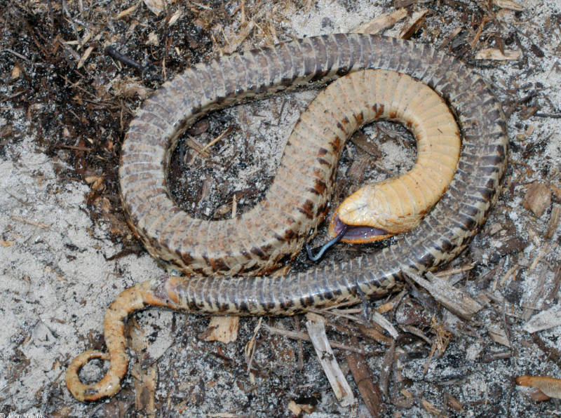 Eastern Hognose Snake, Eastern Hognose Snake playing dead. …