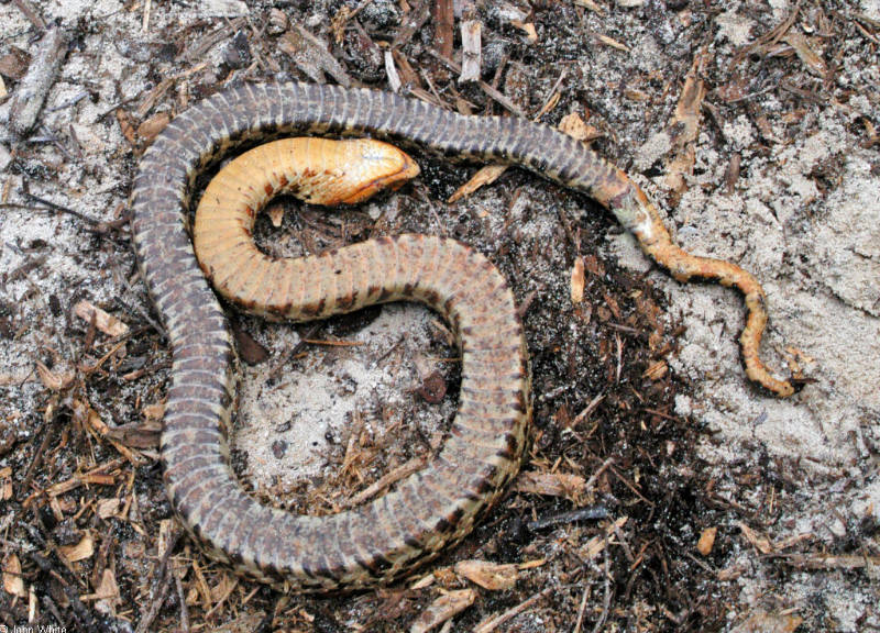 Eastern Hognose Snake - Still Dead; DISPLAY FULL IMAGE.