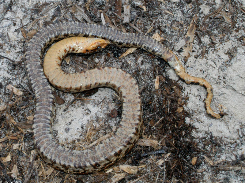 Eastern Hognose Snake - Peeking to see if the 