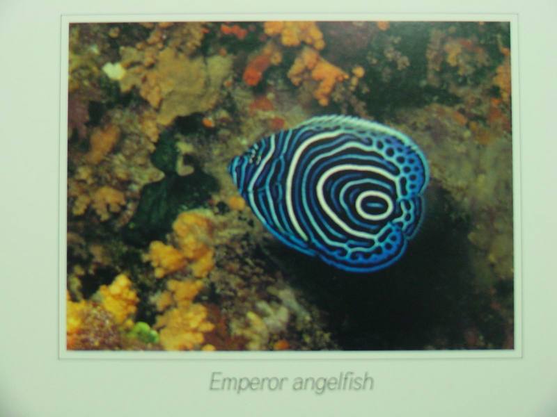 Emperor Angelfish (juvenile); DISPLAY FULL IMAGE.