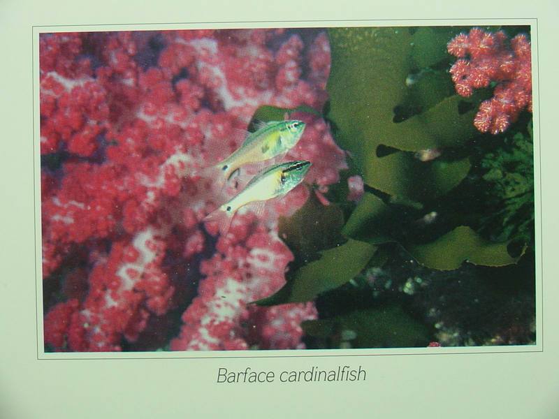 Barface cardinalfishes; DISPLAY FULL IMAGE.