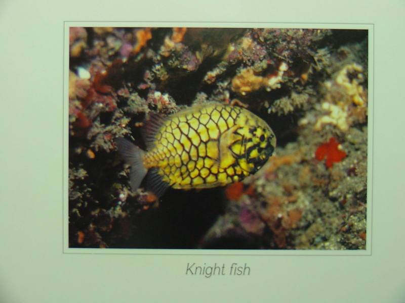 Pineconefish (Monocentris japonica) (철갑둥어); DISPLAY FULL IMAGE.