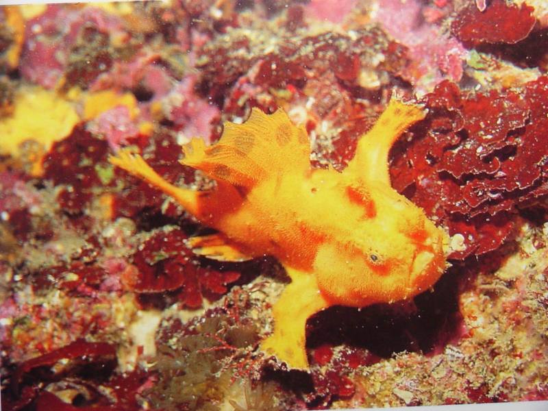 Striated Frogfish; DISPLAY FULL IMAGE.