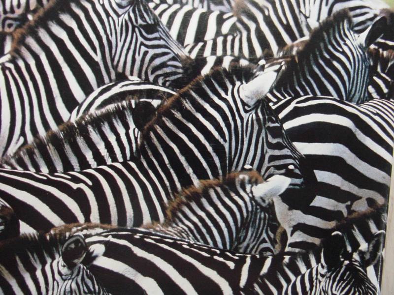 Zebras - plains zebra (Equus quagga); DISPLAY FULL IMAGE.