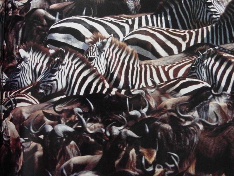 Zebras and Gnus in migration; DISPLAY FULL IMAGE.
