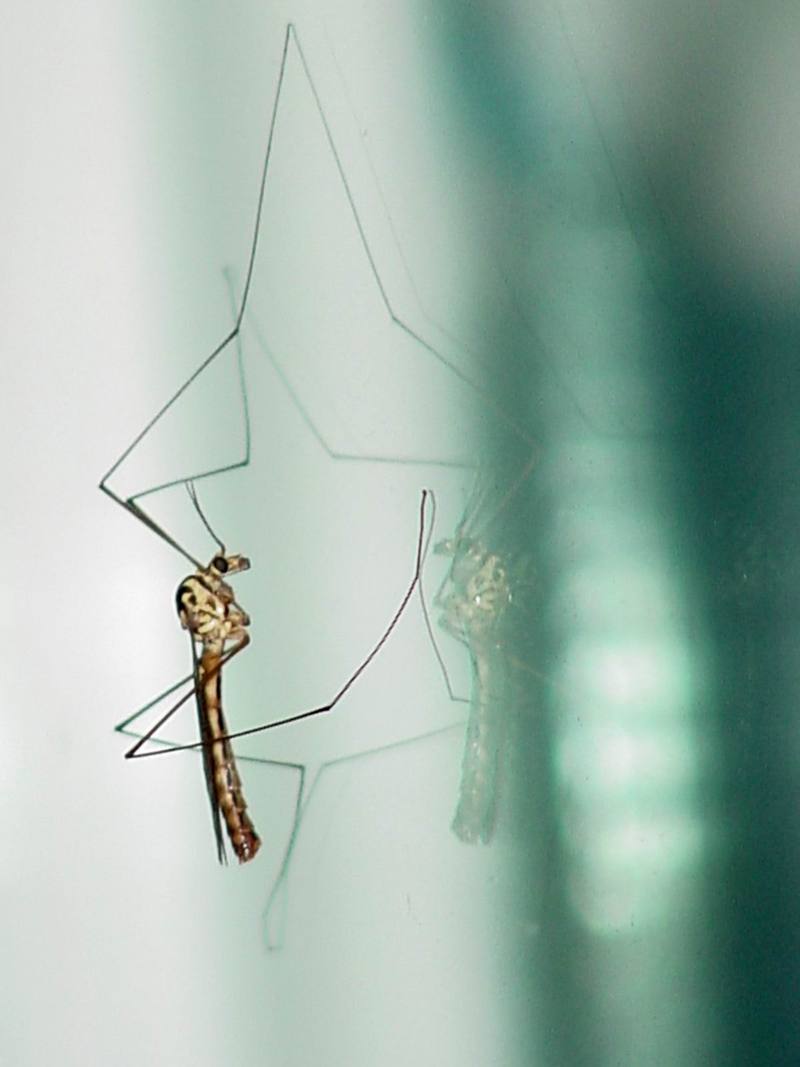 Crane fly (unidentified); DISPLAY FULL IMAGE.