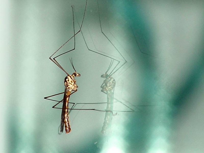 Crane fly (unidentified); DISPLAY FULL IMAGE.