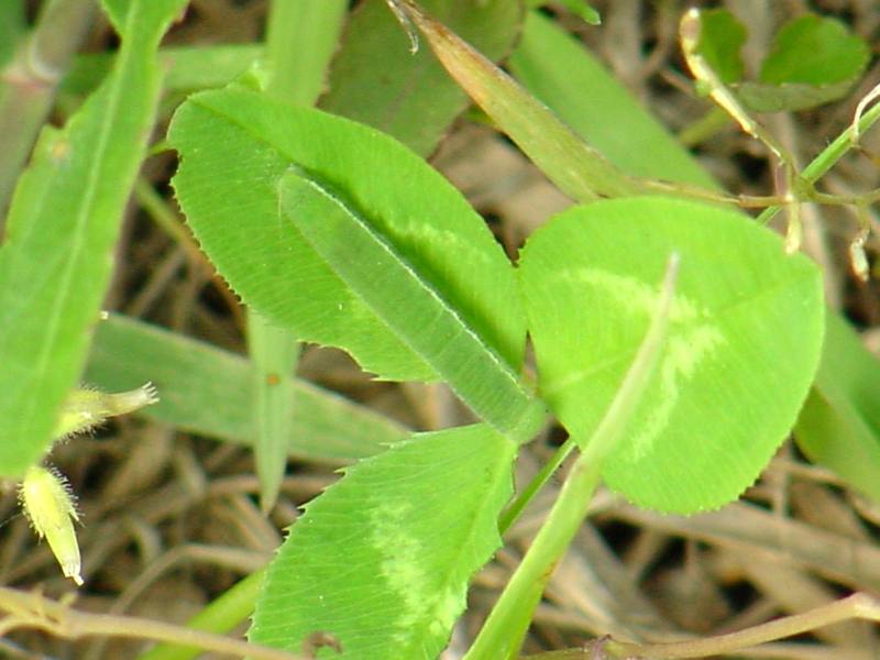Green caterpillar; DISPLAY FULL IMAGE.