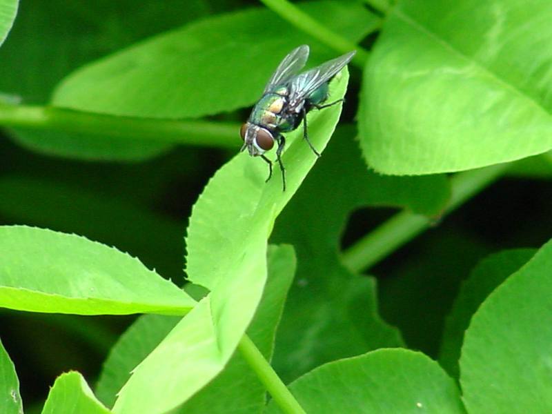 Eurasian Greenbottle (Blowfly); DISPLAY FULL IMAGE.
