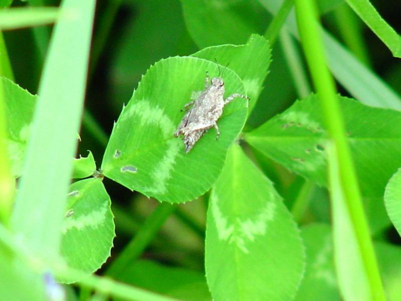 Grasshopper instar; DISPLAY FULL IMAGE.