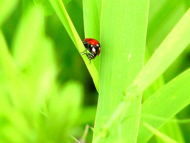 Seven-spotted ladybird; DISPLAY FULL IMAGE.