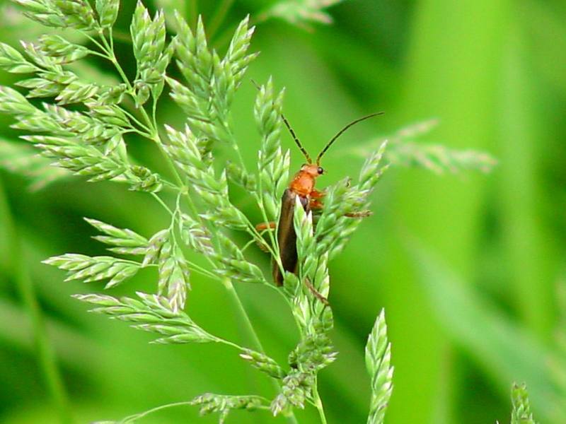 Red soldier beetle; DISPLAY FULL IMAGE.