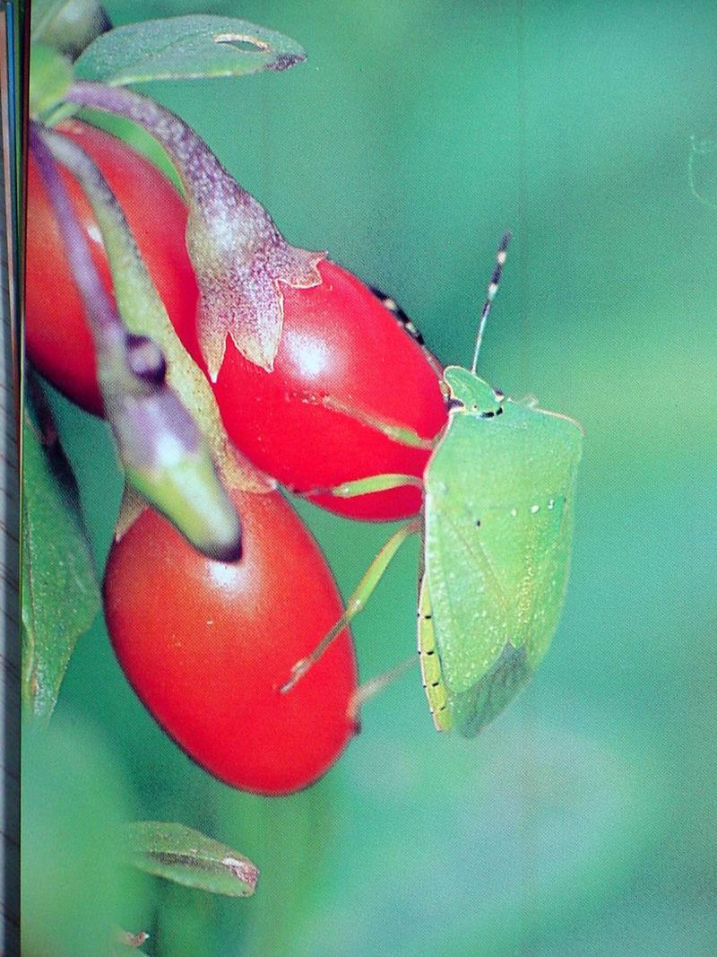 Postcard: Green Stink Bug - Nezara antennata - 풀색노린재; DISPLAY FULL IMAGE.