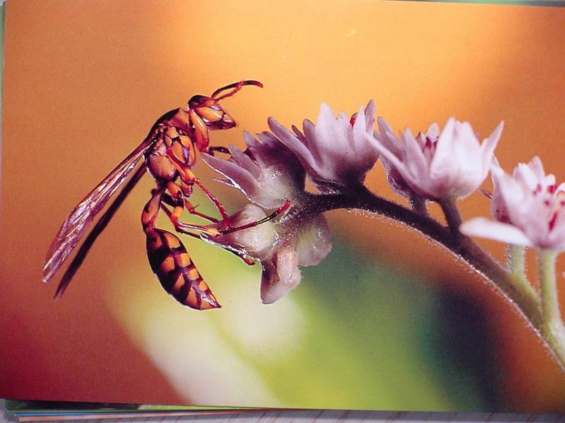 Postcard: Paper Wasp (Polistes sp.); DISPLAY FULL IMAGE.