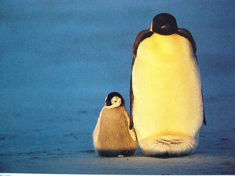 Emperor Penguins; DISPLAY FULL IMAGE.