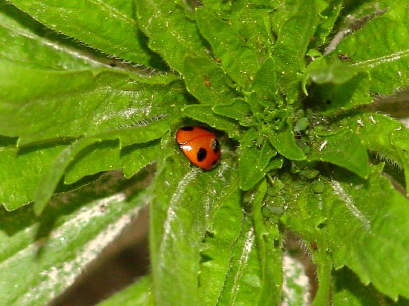 Seven-spot ladybug; DISPLAY FULL IMAGE.