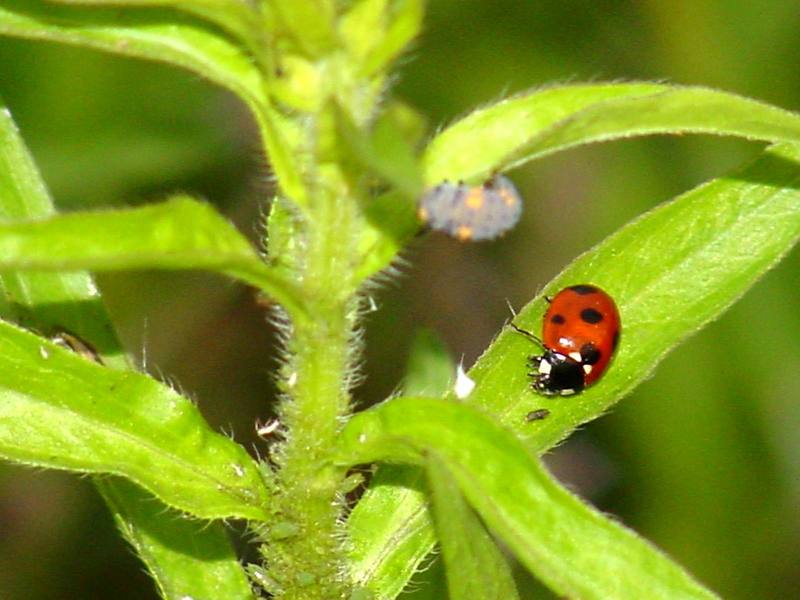 Unknown caterpillar and a seven-spot ladybug; DISPLAY FULL IMAGE.