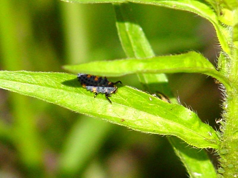 Ladybug caterpillar {!--무당벌레 애벌레-->; DISPLAY FULL IMAGE.
