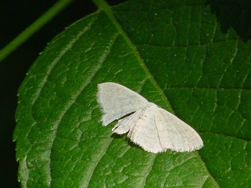 Sub-angled Wave Moth (Scopula nigropunctata); DISPLAY FULL IMAGE.