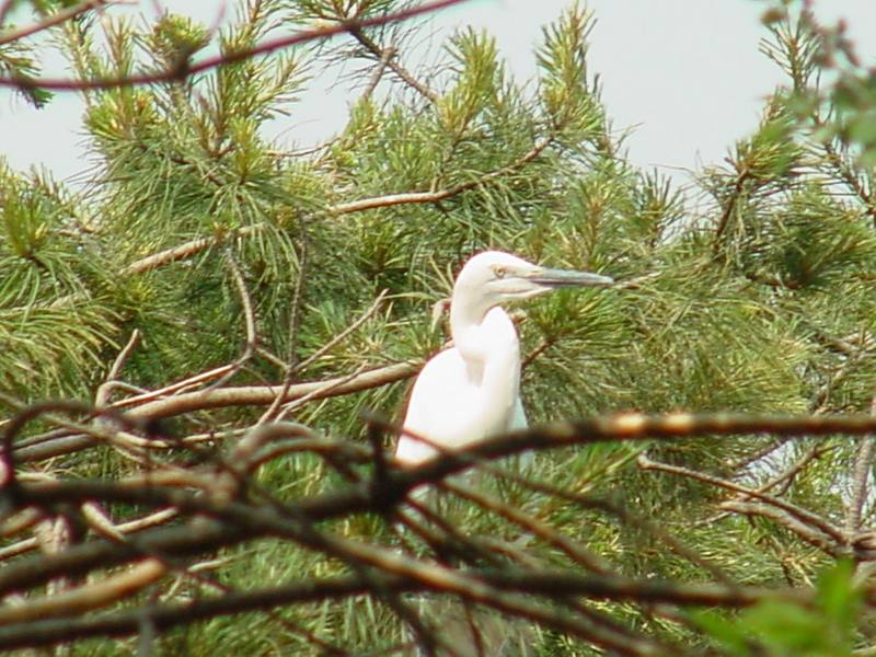 Little egret on pine tree; DISPLAY FULL IMAGE.
