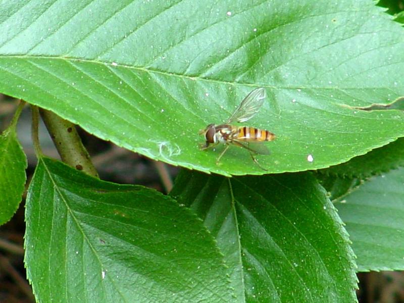hoverfly -- 호리꽃등에 Episyrphus balteatus (Marmelade hoverfly); DISPLAY FULL IMAGE.