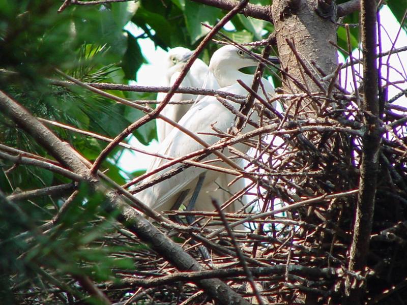 Little egrets on nest; DISPLAY FULL IMAGE.