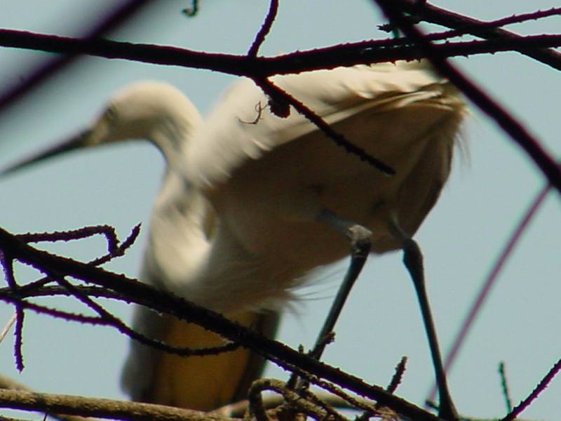 Little egret; DISPLAY FULL IMAGE.