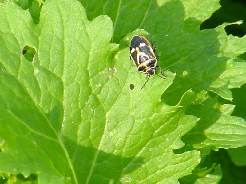 Shield bug -- 북쪽비단노린재 Eurydema gebleri; DISPLAY FULL IMAGE.
