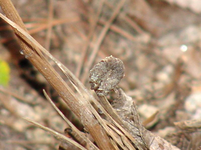 Unknown catepillar (with flash); DISPLAY FULL IMAGE.