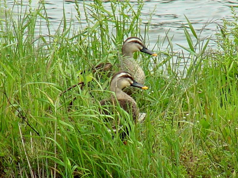 Spotbill Ducks; DISPLAY FULL IMAGE.