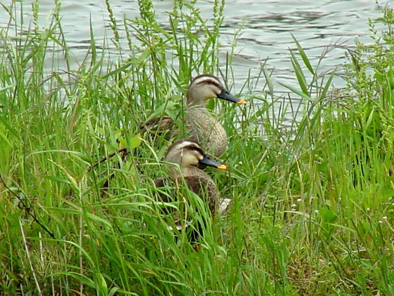 Spotbill Ducks; DISPLAY FULL IMAGE.