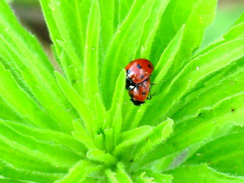 Sevenspot ladybugs (mating); DISPLAY FULL IMAGE.