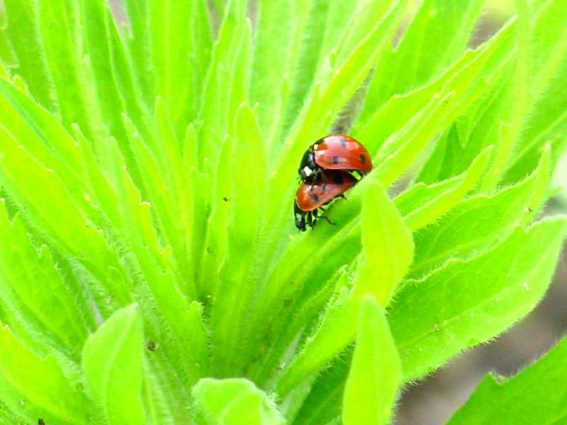 Sevenspot ladybugs (mating); DISPLAY FULL IMAGE.