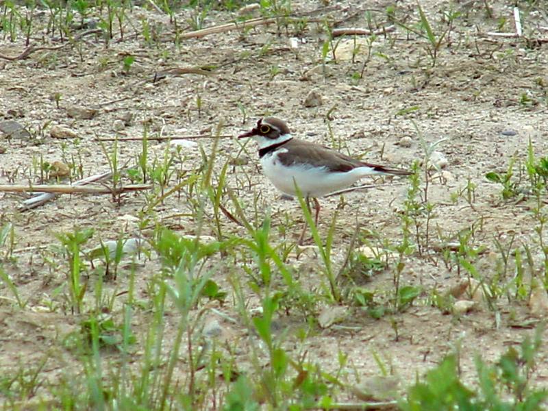 Little ringed plovers; DISPLAY FULL IMAGE.