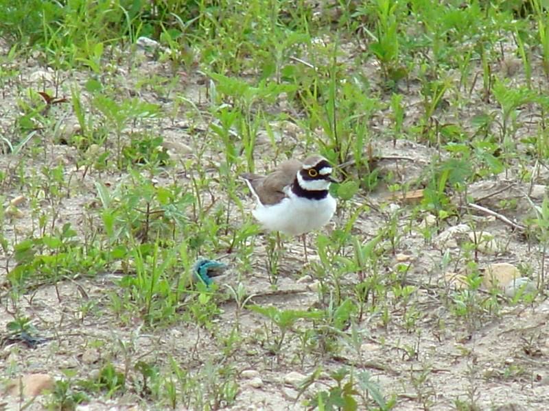 Little ringed plovers; DISPLAY FULL IMAGE.