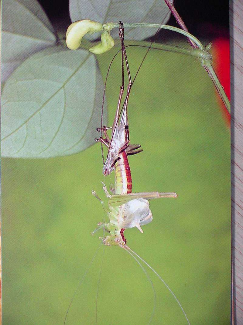 POSTCARD: long-tailed grasshopper shedding off; DISPLAY FULL IMAGE.