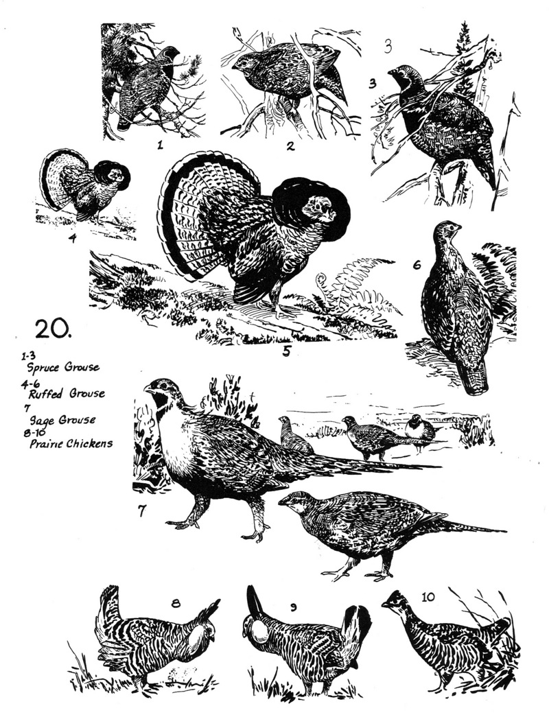 line art - various phasianidae; DISPLAY FULL IMAGE.