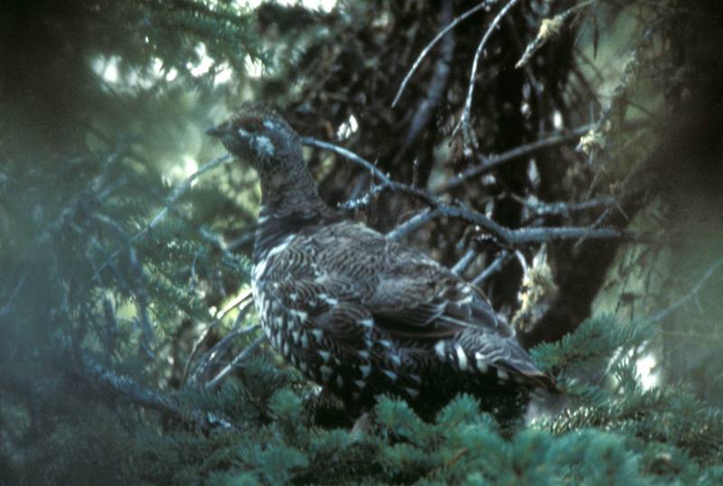 Spruce Grouse (Innoko National Wildlife Refuge); DISPLAY FULL IMAGE.