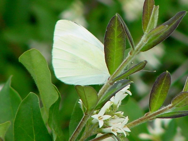 배추흰나비 (Common cabbage white butterfly); DISPLAY FULL IMAGE.