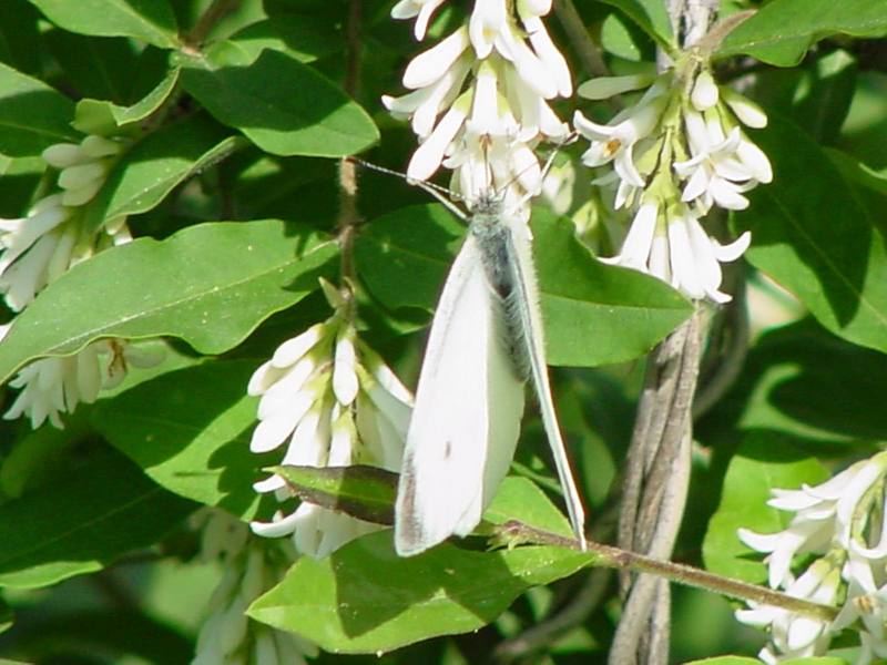 배추흰나비 (Common cabbage white butterfly); DISPLAY FULL IMAGE.