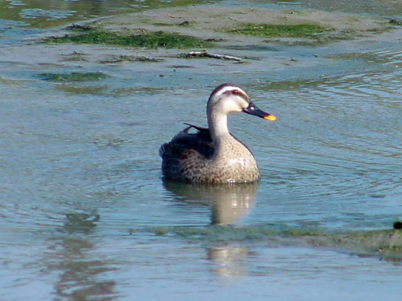 Spotbill ducks; DISPLAY FULL IMAGE.