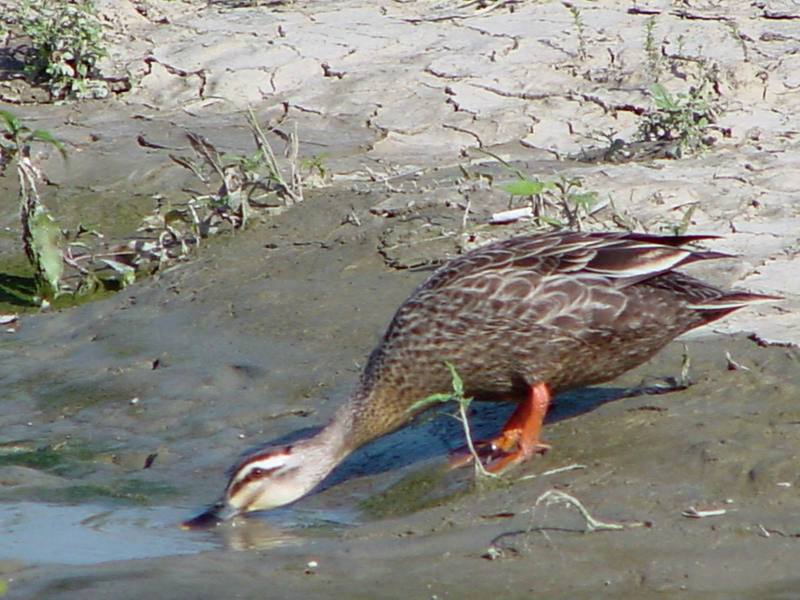 Spotbill ducks; DISPLAY FULL IMAGE.